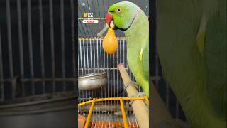 Talking Parrot Interact Beautifully with Owner Buddy #shorts #birds #talking #usa #parrot #green