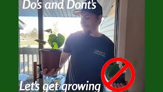 Do's and Don't's to growing Cucumbers🌱