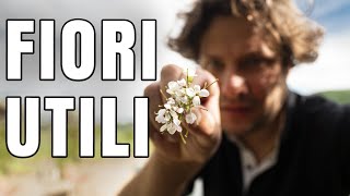 Fiori utili in orto | la Lobularia