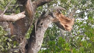 Bengal Monitor Lizard at Sundarbans