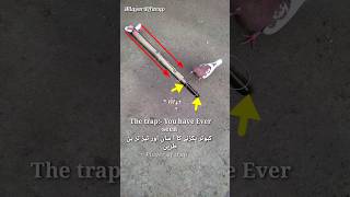 Pigeon trap | bird trap | pura trap | birds hunting shortvideo #shorts #youtubeshorts