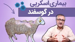 بیماری اسکرپی در گوسفند