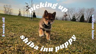 picking up puppy SHIBA INU VLOG | 8 weeks old