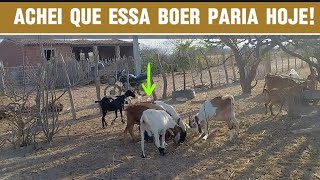 ACREDITO QUE AMANHÃ ESSA BOER AMANHECE PARIDA!