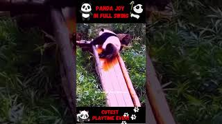 Happiest Baby Pandas Ever: PLAYTIME FUN! #babypanda #babyanimals #animalcute