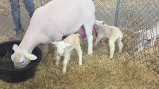 Baby Lambs Born at the Fort Worth Stock Show & Rodeo