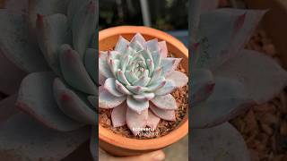 Echeveria blue bird 🐦 #suculentas