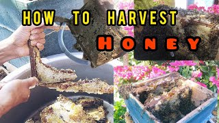 How to Harvest HoneyBee || Best Time to Harvest || BeeKeeping