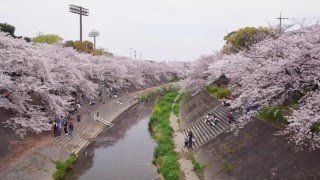 桜 「山崎川」