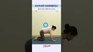 튼튼한 허리를 위해! ✨ 허리 근육 강화 운동!  버드독 자세 🦅🐶│플.스(Play Stretching)