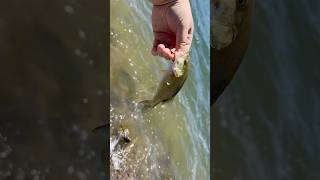 Caught this dink in southern Utah! #fishing #southernutah #bassfishing #smallmouthbass #enterprise￼￼