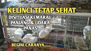 CARA MERAWAT KELINCI AGAR TETAP SEHAT DI SITUASI KEMARAU PANJANG & PANAS