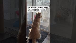 Golden retriever staring out the window. #goldenlife #goldenretriever #puppy #doglife