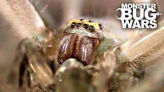 Jumping Jack Ants Vs Green Bellied Huntsman Spider | MONSTER BUG WARS