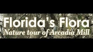 Florida's Flora: Nature (Guided) Tour of Arcadia Mill at Milton, Florida