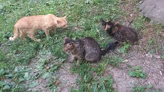 Pride Of Stray Cats