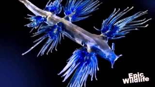 Amazing Sea Creature