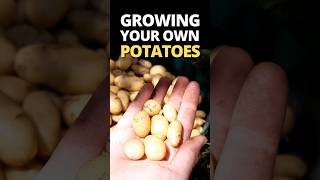 Grow Your Own Potatoes 🥔