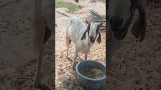 Goat 🐐 video #goat #shortvideo #goats