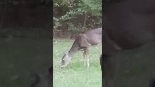 Deer in my backyard (October 17, 2024) #Shorts #Deer