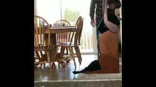 Dog Sits Himself Up to Dinner table * Funny Dog Video * Dog at Dinner Table