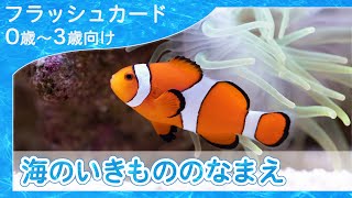 【海の生き物の名前4K】0歳から始める知育フラッシュカード