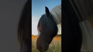 Утро в прекрасной компании🐎#лошадки #shorts #эстетикаприроды