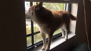 Japanese lo-fi has this Shiba in his feelings