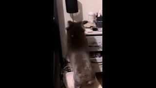 Couple find koala in their bedroom