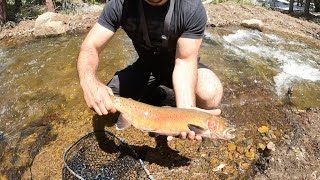 Multiple 20+ INCH CUTTHROAT Out of TINY Creek