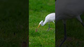 Egret with big fat gopher catch #birds #wildlife #birdofprey #gophers #birdwatching #natgeo #hunting