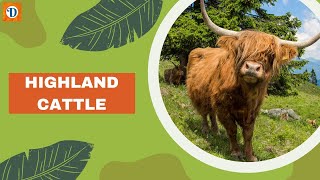 HIGHLAND CATTLE | Majestic Scottish Cattle Breed