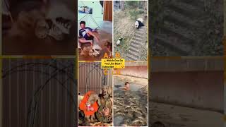 Funny Animal Videos 2022 - Funniest Cute Cats And Dogs Video #cat #shorts #animals #trending #tiktok