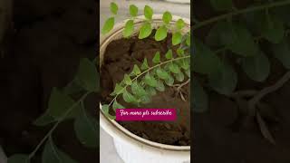 #garden #gardenplants #sukoon #gardenflowers #nature #subscribe #ytshortsvideo #gardening #growgreen