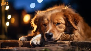 Dog Music: 24 HOURS | Deep Sleep Relaxation Melodies to CALM YOUR DOG #24