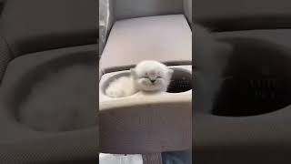 cute funny cat ..😂