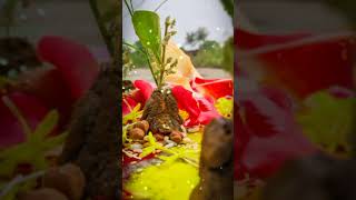 Bhogi special video