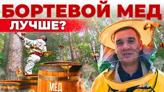 Пчеловод открывает УЛЕЙ. Что происходит внутри? Бортевой мед и его секреты