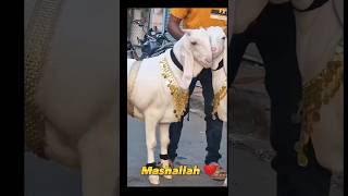 Mashallah Kia Bakra H 🐐 || Heavy Bakra 🔥|| #shorts #intertenment #shortsfeed