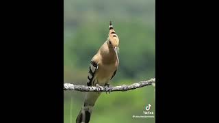 Hoopoe Voice | Beautiful Hoopoe Voice