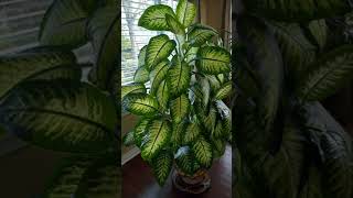 Indoor plants ideas | Beautiful indoor plants#indoorplants  #homedecoridea #ytshortsvideo