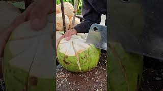 Peeling coconut fruit with traditional way. #fresh #shorts #coconut #viralvideo