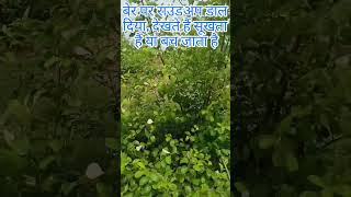 बेर पर डाल दिया राउंडअप देखते हैं कब सूखेगा? #shortsfeed #trendingreels #shortsviral #greenfarm