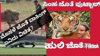 AMAZING FRIENDSHIP WITH DANGEROUS ANIMALS IN KANNADA|ಹುಲಿ ಜೊತೆTiktok ಸಿಂಹ ಜೊತೆ ಫುಟ್ಬಾಲ್ ನೋಡಿ ವಿಚಿತ್ರ