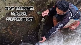 MANCING SIDAT DI CURUGAN IRIGASI | SIDAT MARMORATA PENGHUNI CURUGAN IRIGASI