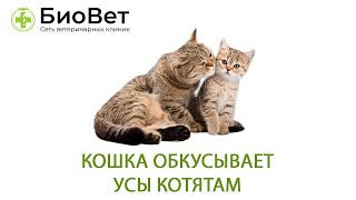 Кошка обкусывает усы котятам