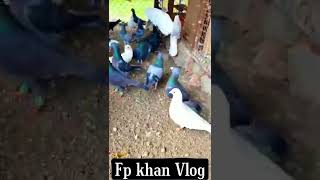 pigeons lovers ❤️#animallover #kabuterbazi #birds #youtuber #animal #foryou #pigeonlover #fpkhanvlog