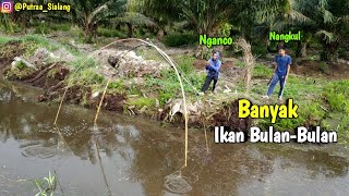 Nganco ikan di rawa Cara cepat bisa panen banyak ikan bulan-bulan