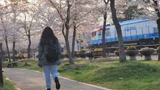 South Korea Cherry Blossom Walks 🌸 2023