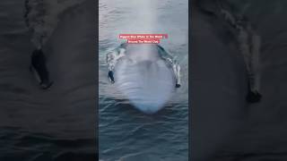 Biggest Blue Whale In The World 🐳 #viral #trending